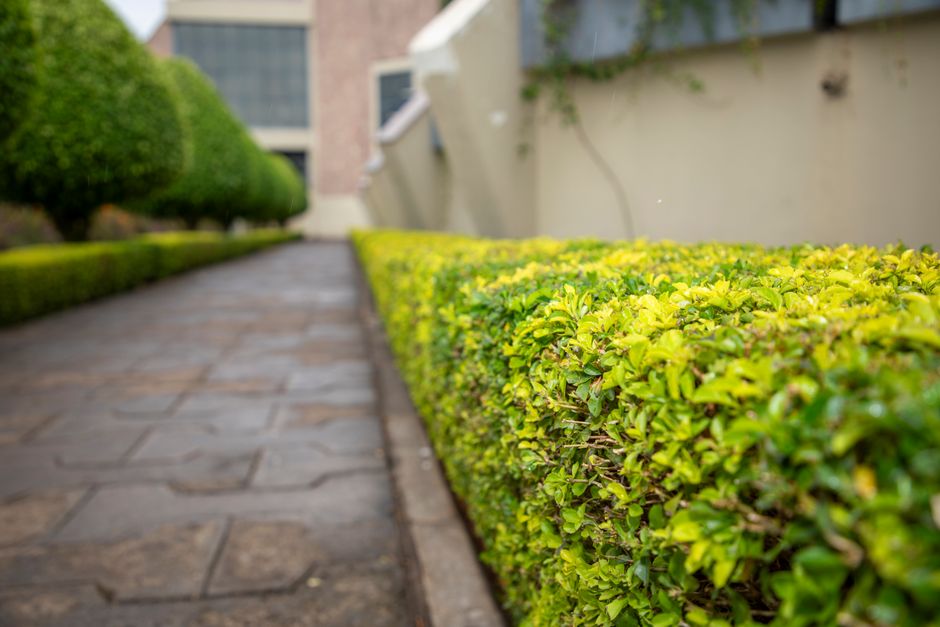 Lawn result